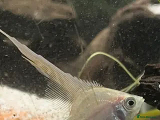 Angelfish fish Stunning long fin platinum Angelfish - Advert 13