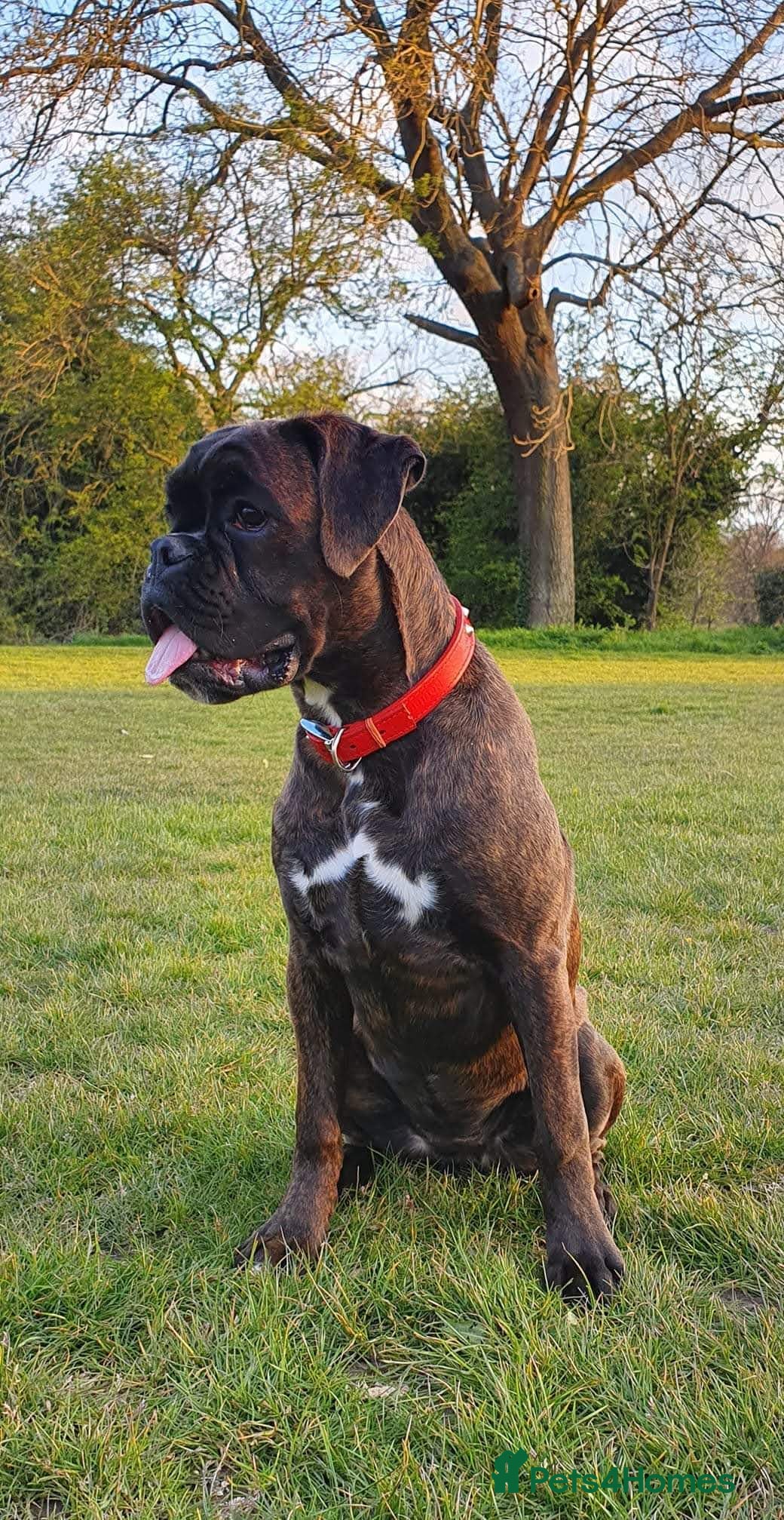 Boxer dogs Boxer Girl looking for new home - Advert 1