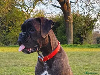 Boxer dogs Boxer Girl looking for new home - Advert 1