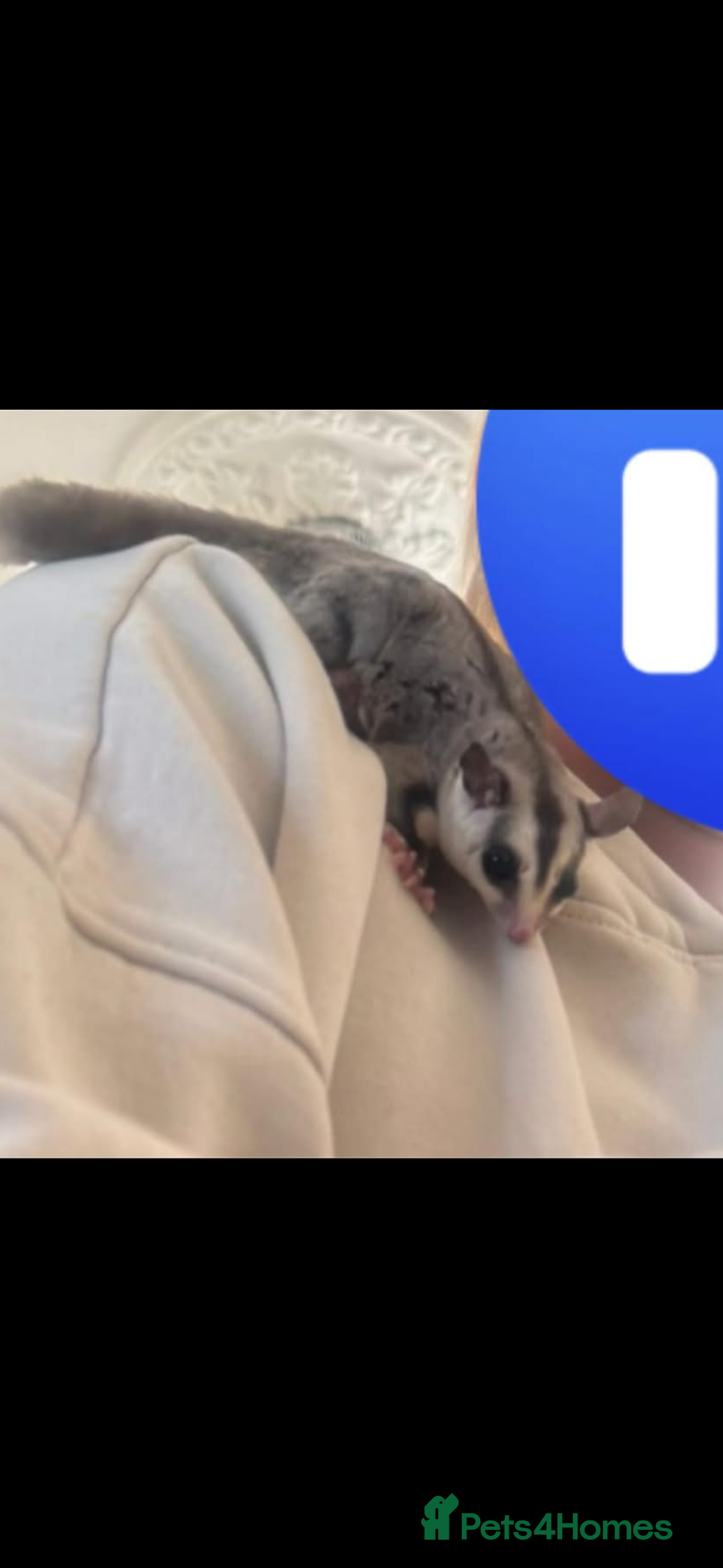 Sugar Glider rodents for sale: Sugar gliders and cage  - Advert 5