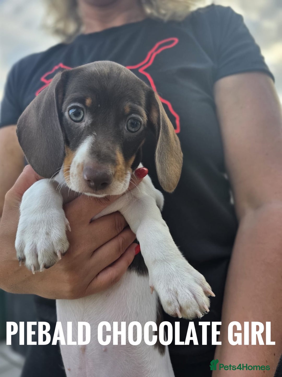 Dachshund dogs for sale: Beautiful piebald and dapple dachshund puppies  - Image 7