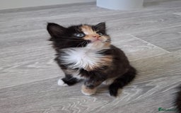 Maine Coon cats for sale: Beautiful Bright Eyed Part Maine Coon Kitten - Image 9
