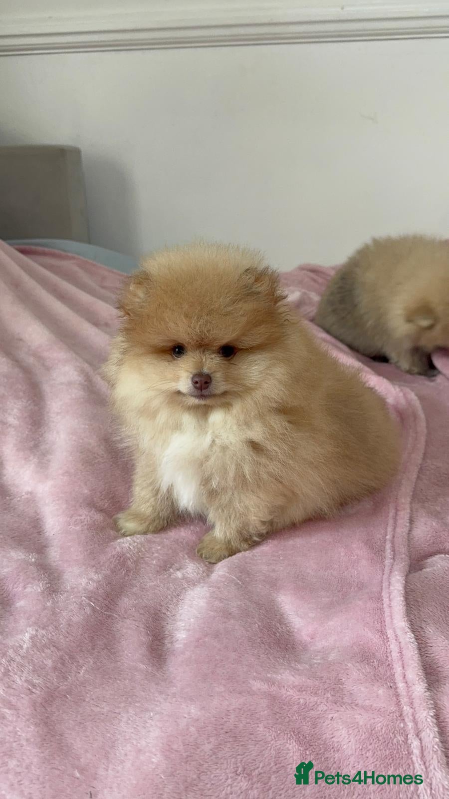 Pomeranian dogs Ready to go Excellent Pomeranian - Advert 8