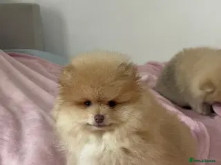 Pomeranian dogs Ready to go Excellent Pomeranian - Advert 8