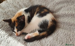 Mixed Breed cats for sale: Beautiful Siamese Cross Kittens - Image 1