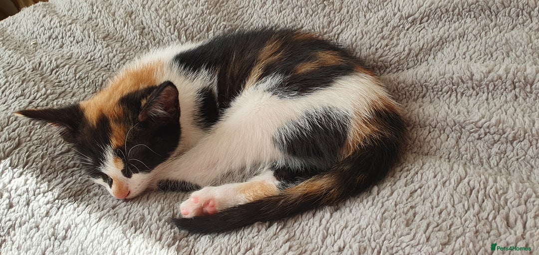 Mixed Breed cats for sale: Beautiful Siamese Cross Kittens - Image 1
