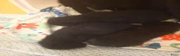 Mixed Breed cats for sale: Kittens in Cramlington - Advert 2