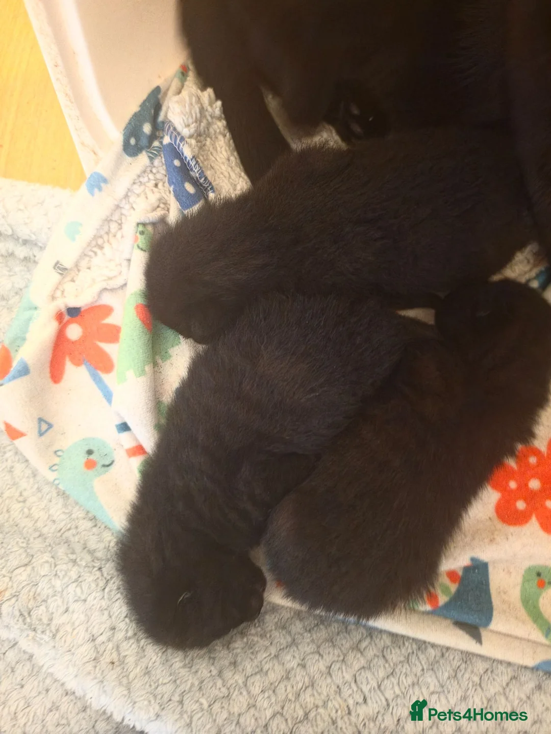 Mixed Breed cats for sale: Kittens in Cramlington - Advert 2