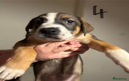 Mixed Breed dogs for sale: 8 week old German shepherd/ Labrador cross pups   - Image 10