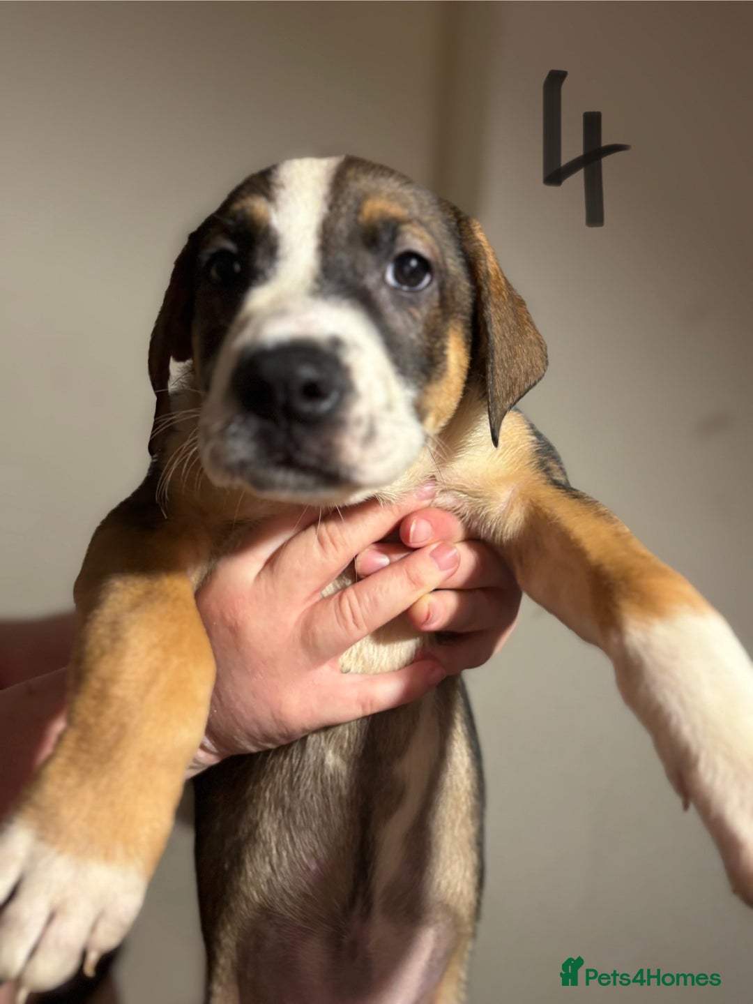 Mixed Breed dogs for sale: 8 week old German shepherd/ Labrador cross pups   - Image 10