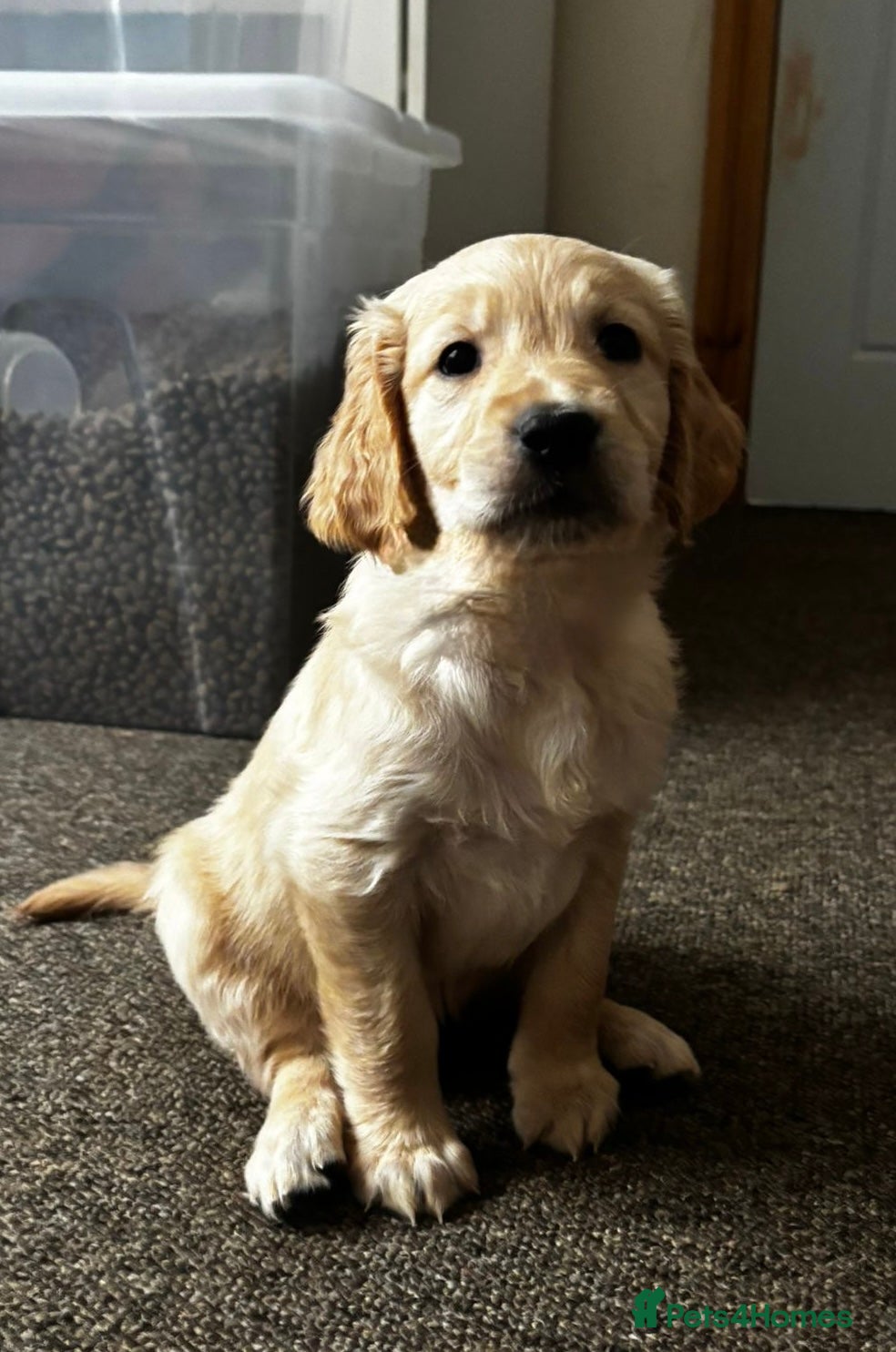 Golden Retriever dogs Golden Retriever Male Puppy – Fully Vaccinated - Advert 1