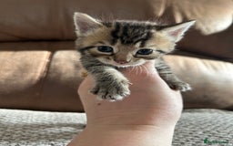 Mixed Breed cats for sale: 6 Beautiful kittens  - Image 10