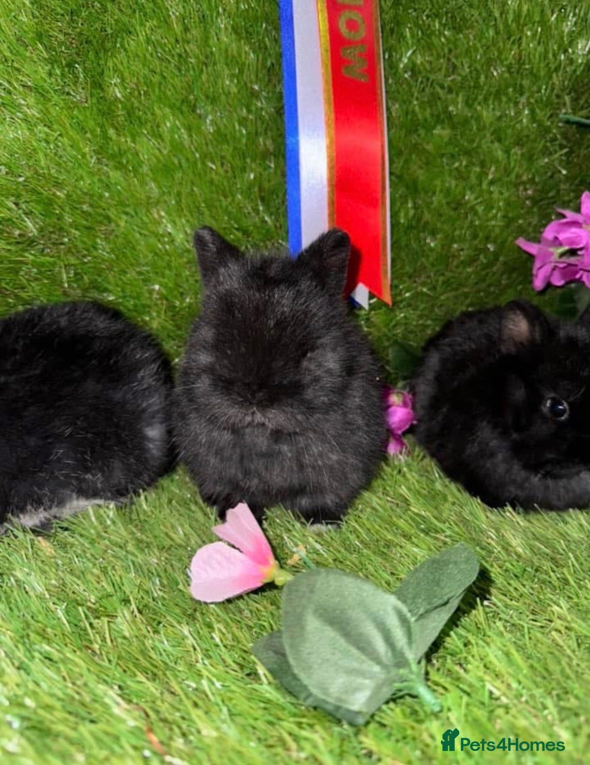 Netherland Dwarf rabbits PedigreeNetherland dwarfs and Mini Lops available - Advert 5
