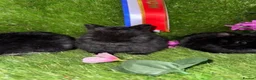 Netherland Dwarf rabbits for sale: PedigreeNetherland dwarfs and Mini Lops available - Advert 7