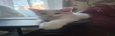 Ragdoll bicolor girl 2