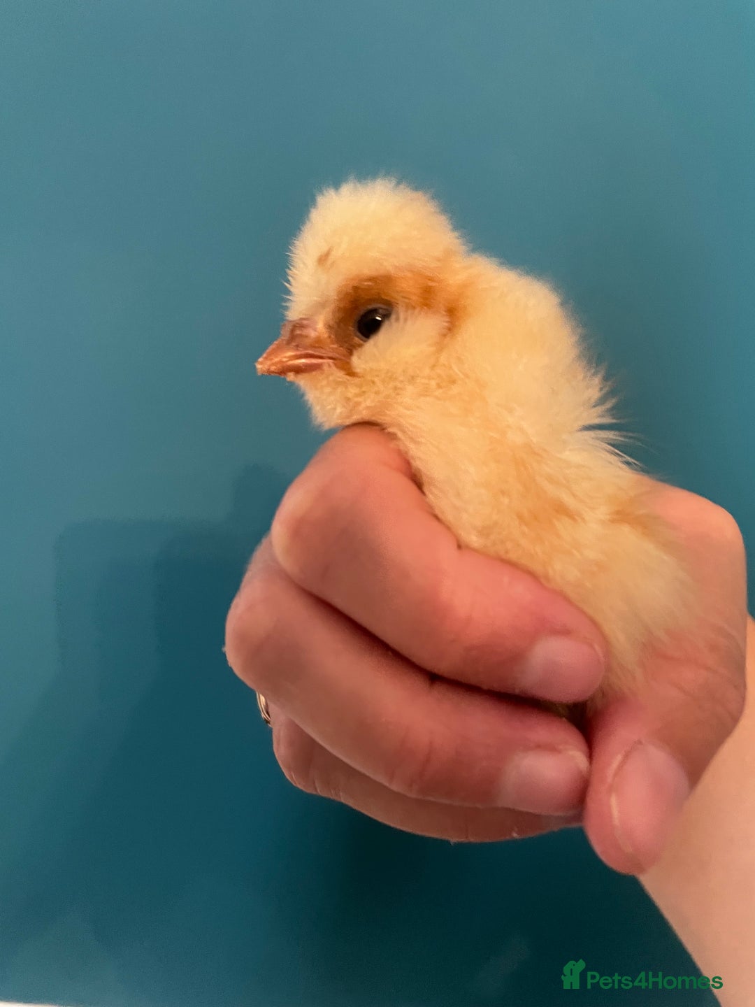 Chickens poultry for sale: Chicks - Image 11