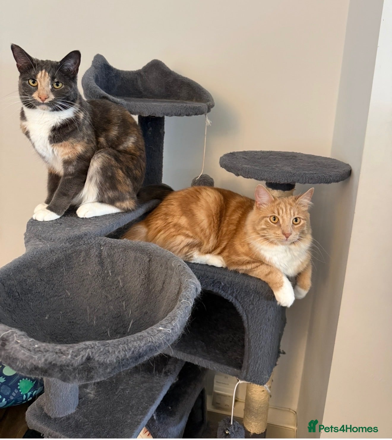Mixed Breed cats Brother & Sister cats available - Advert 4