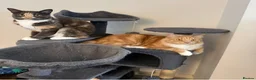 Mixed Breed cats for sale: Brother & Sister cats available in Glasgow - Advert 1