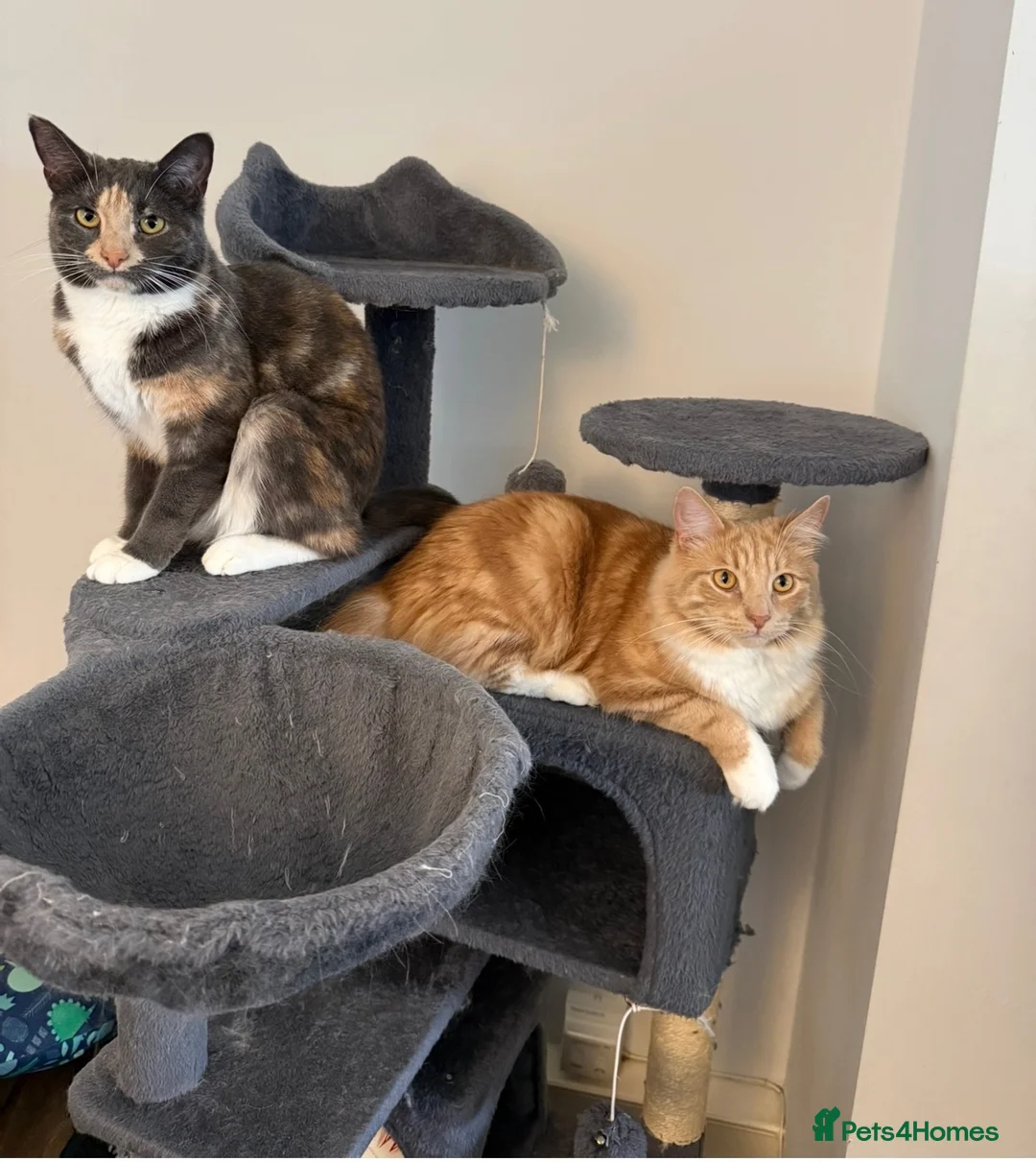 Mixed Breed cats for sale: Brother & Sister cats available in Glasgow - Advert 1