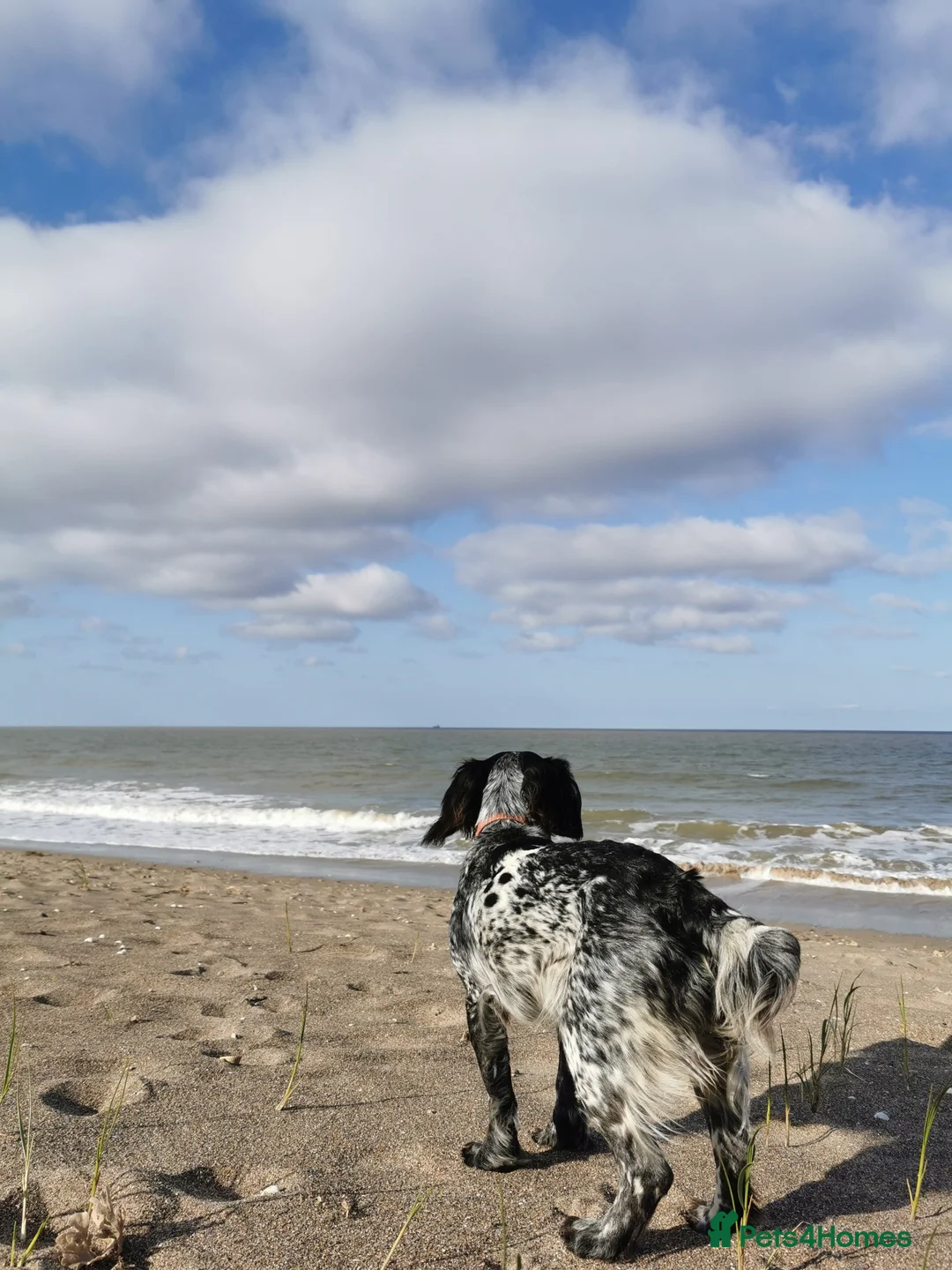 Cocker Spaniel dogs for sale: One Available Cocker Spaniel Puppy Ready To View  in Horncastle - Advert 2