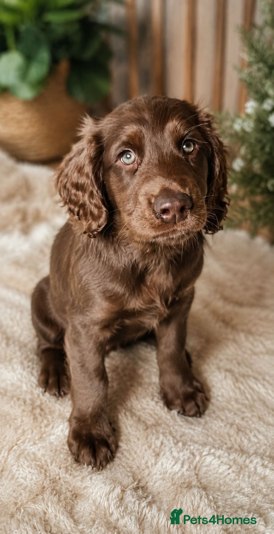 Sprocker dogs Sprocker Puppies READY NOW ✨️ - Advert 1