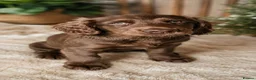Sprocker dogs for sale: Sprocker Puppies READY NOW ✨️ - Advert 1