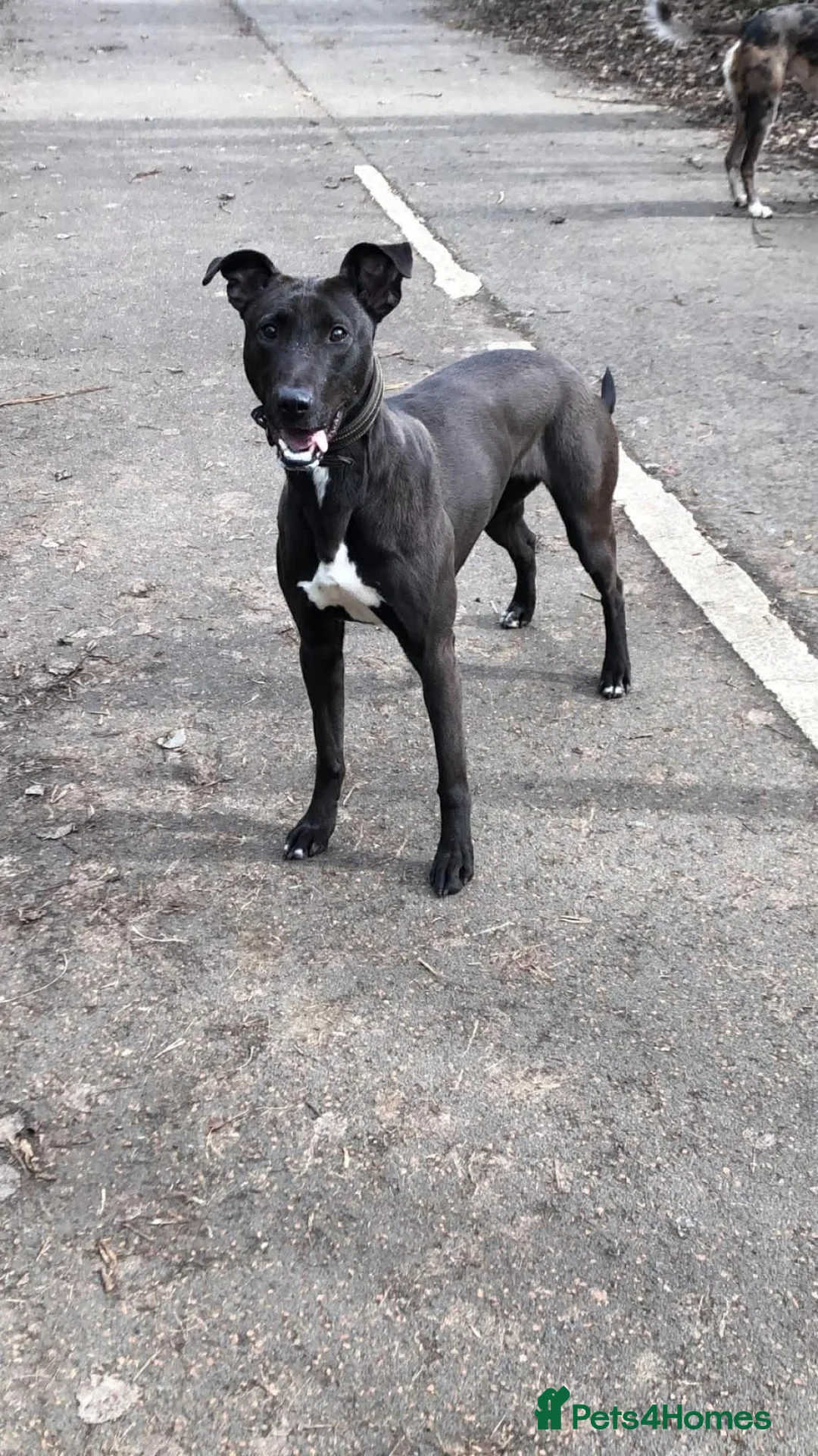 Lurcher dogs for sale: Wheaton collie bull greyhound! in Darlington - Advert 20