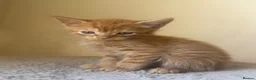 Mixed Breed cats for sale: Kittens for sale  in Wigton - Advert 3