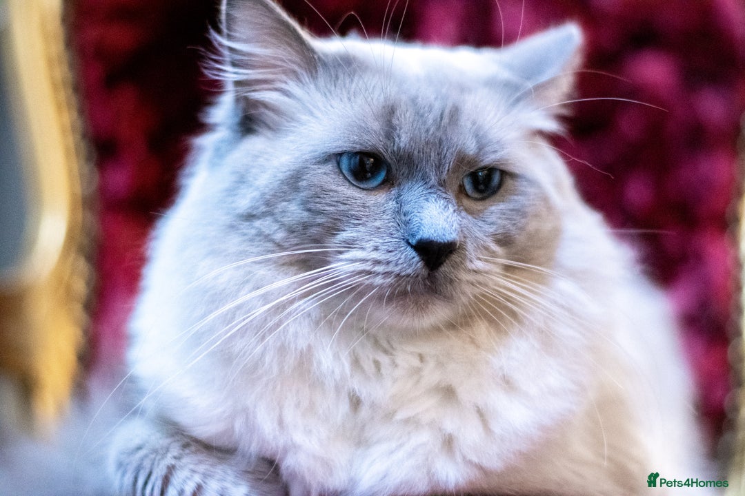 Ragdoll cats for sale: Ready Now GCCF Ragdoll Kittens Irresistibly Cuddly - Image 7