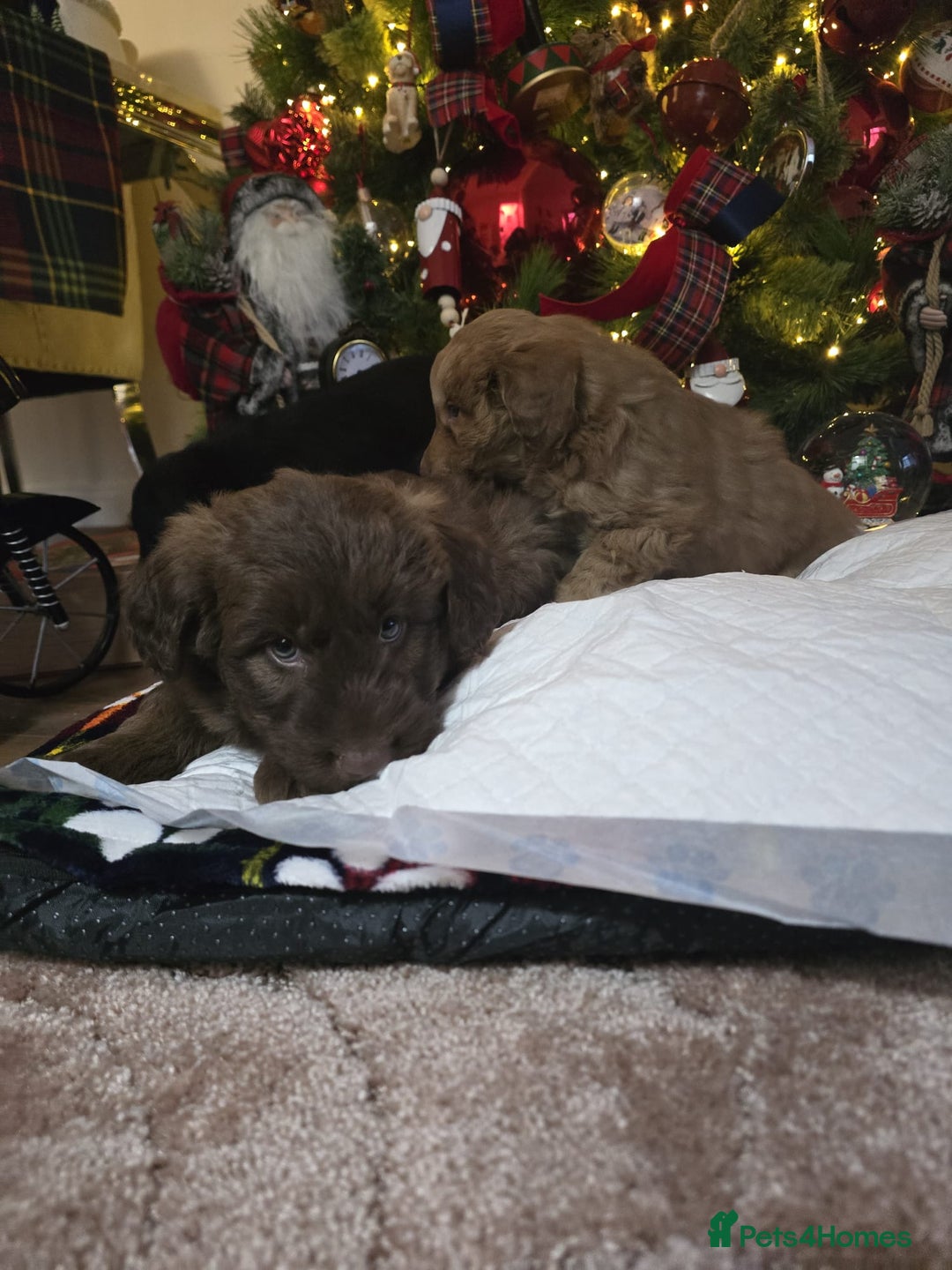 Cockapoo dogs for sale: Cockapoo puppies  - Advert 15