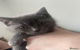British Shorthair cats for sale: BTS x Ragdoll - Image 12