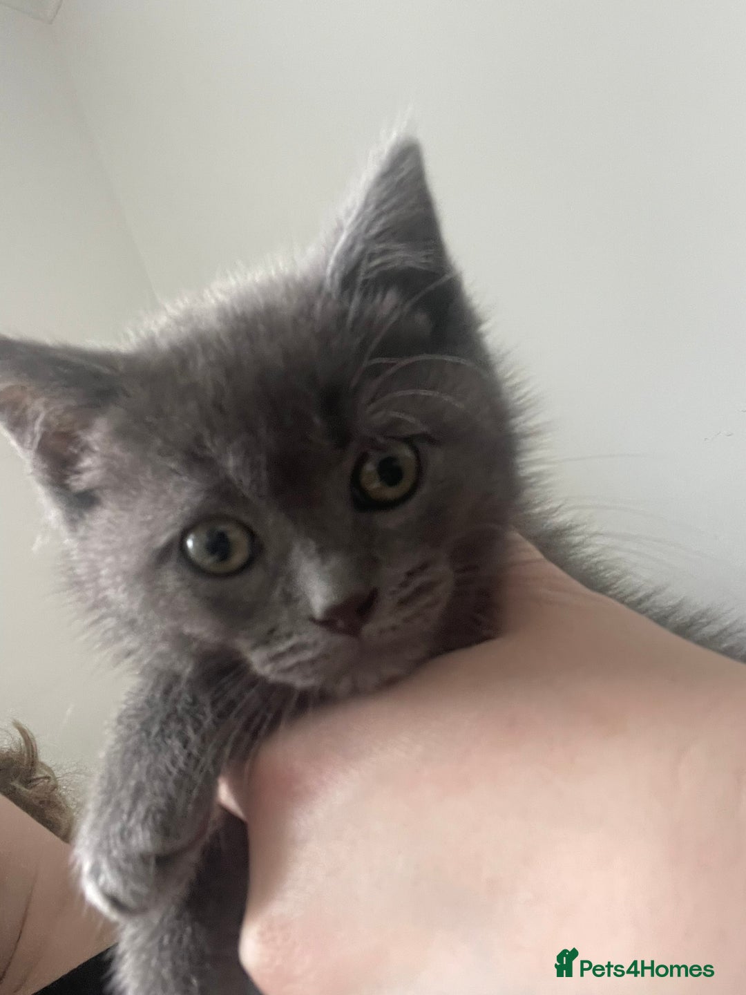 British Shorthair cats for sale: BTS x Ragdoll - Image 12