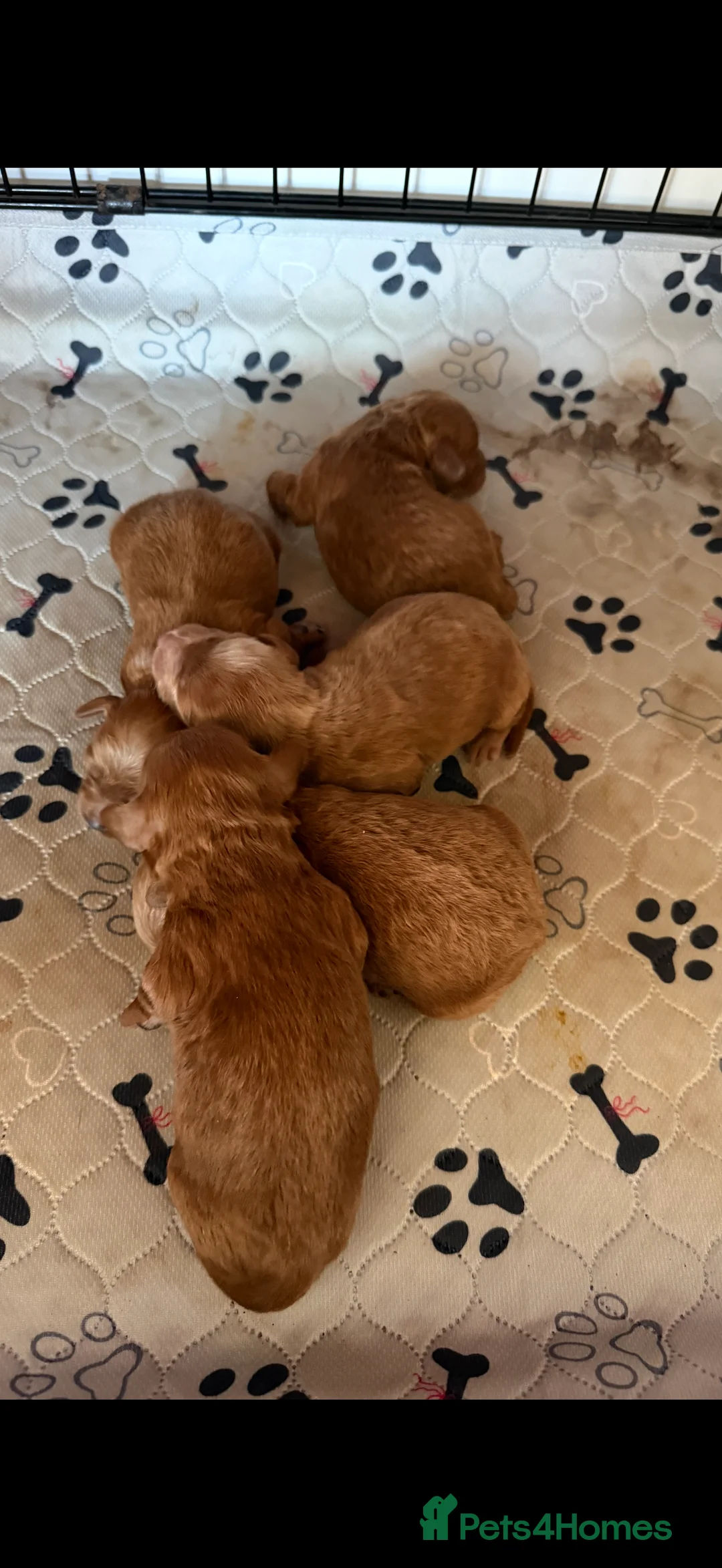 Cockapoo dogs for sale: F1b cockapoo  - Advert 6