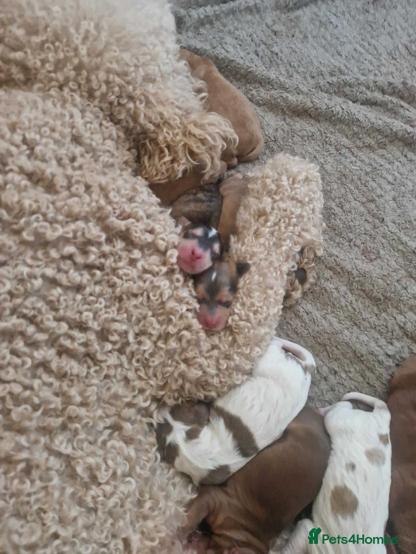 Cockapoo dogs Beautiful F1 Cockapoo Puppies  - Advert 1