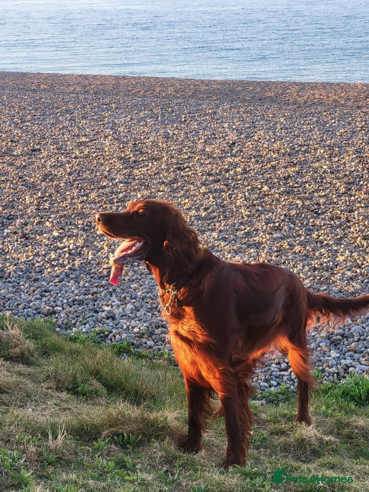 Irish Doodle dogs for sale: 🐾 Beautiful Irishdoodle Puppies - Advert 14