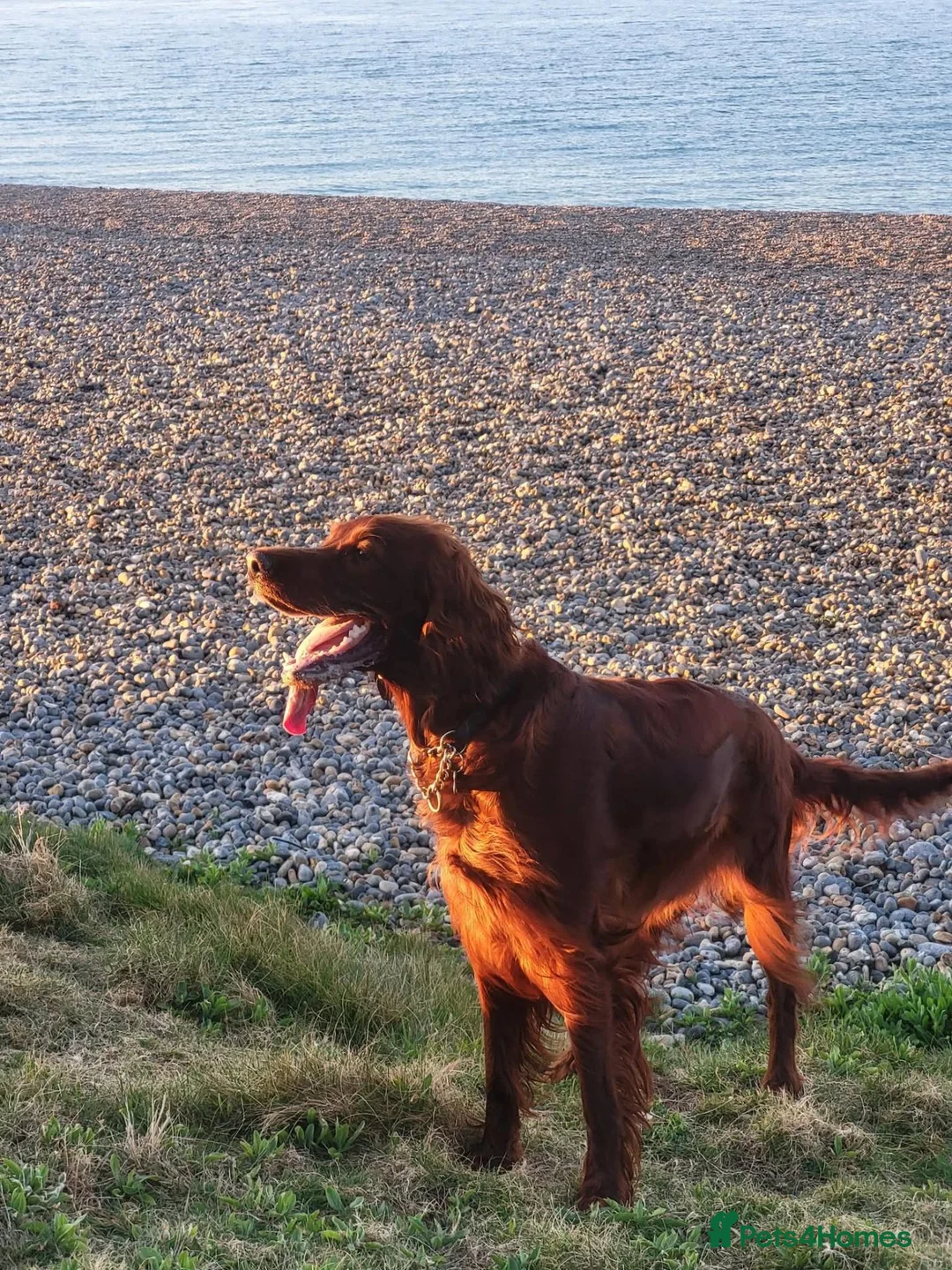 Irish Doodle dogs for sale: 🐾 Beautiful Irishdoodle Puppies - Advert 1