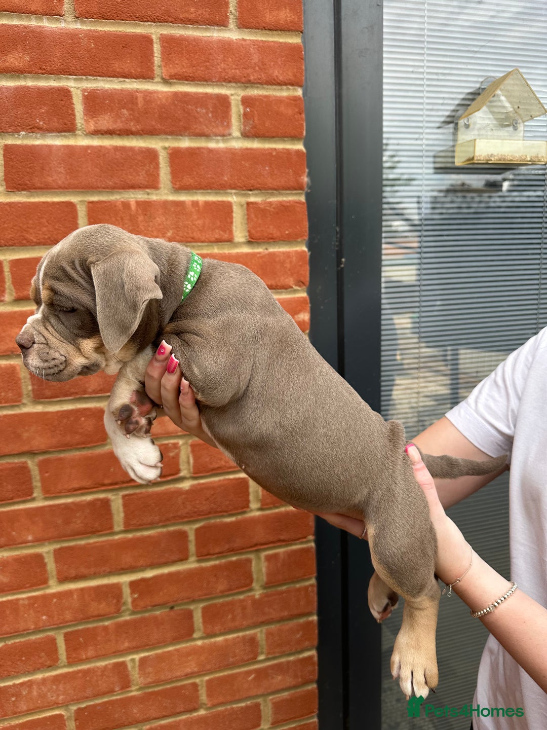 Olde English Bulldogge dogs for sale: OLDE ENGLISH BULLDOGGE PUPPIES in Epping - Image 23