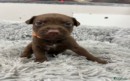 American Bull Staffy dogs for sale: Staffy Bull Puppies - Advert 21