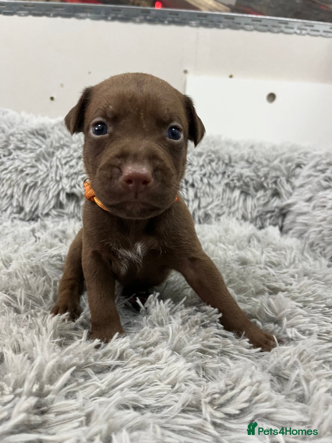 American Bull Staffy dogs for sale: Staffy Bull Puppies - Advert 21