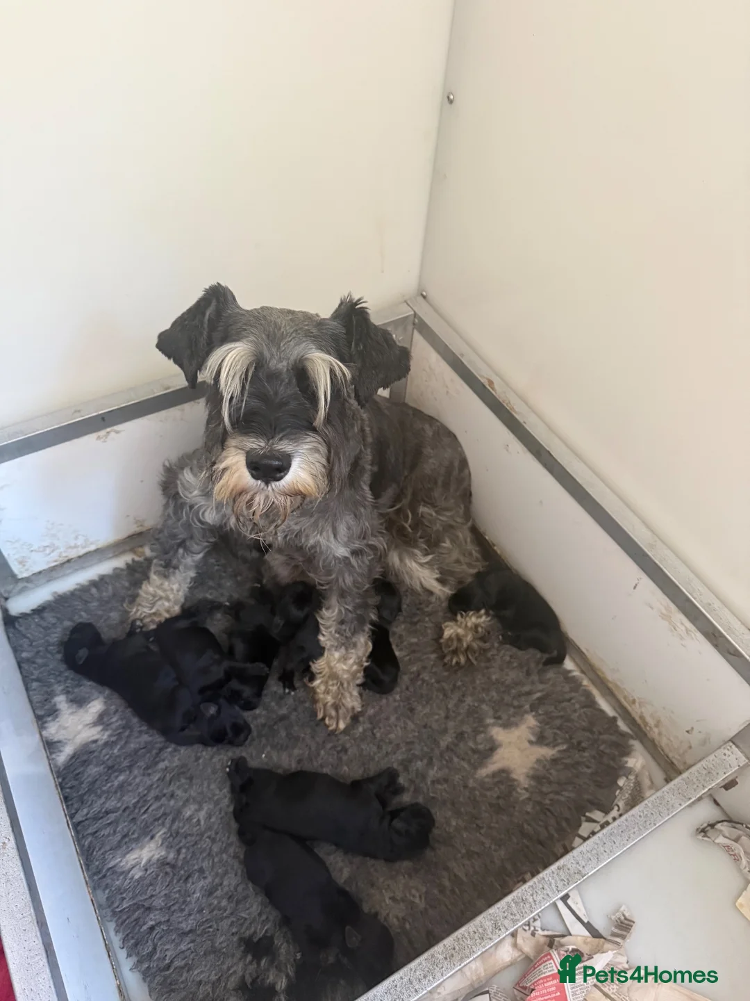 Miniature Schnauzer dogs for sale: KC Black Miniature schnauzers  - Advert 1