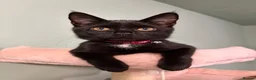 Mixed Breed cats for sale: Black kitten for sale  - Advert 1