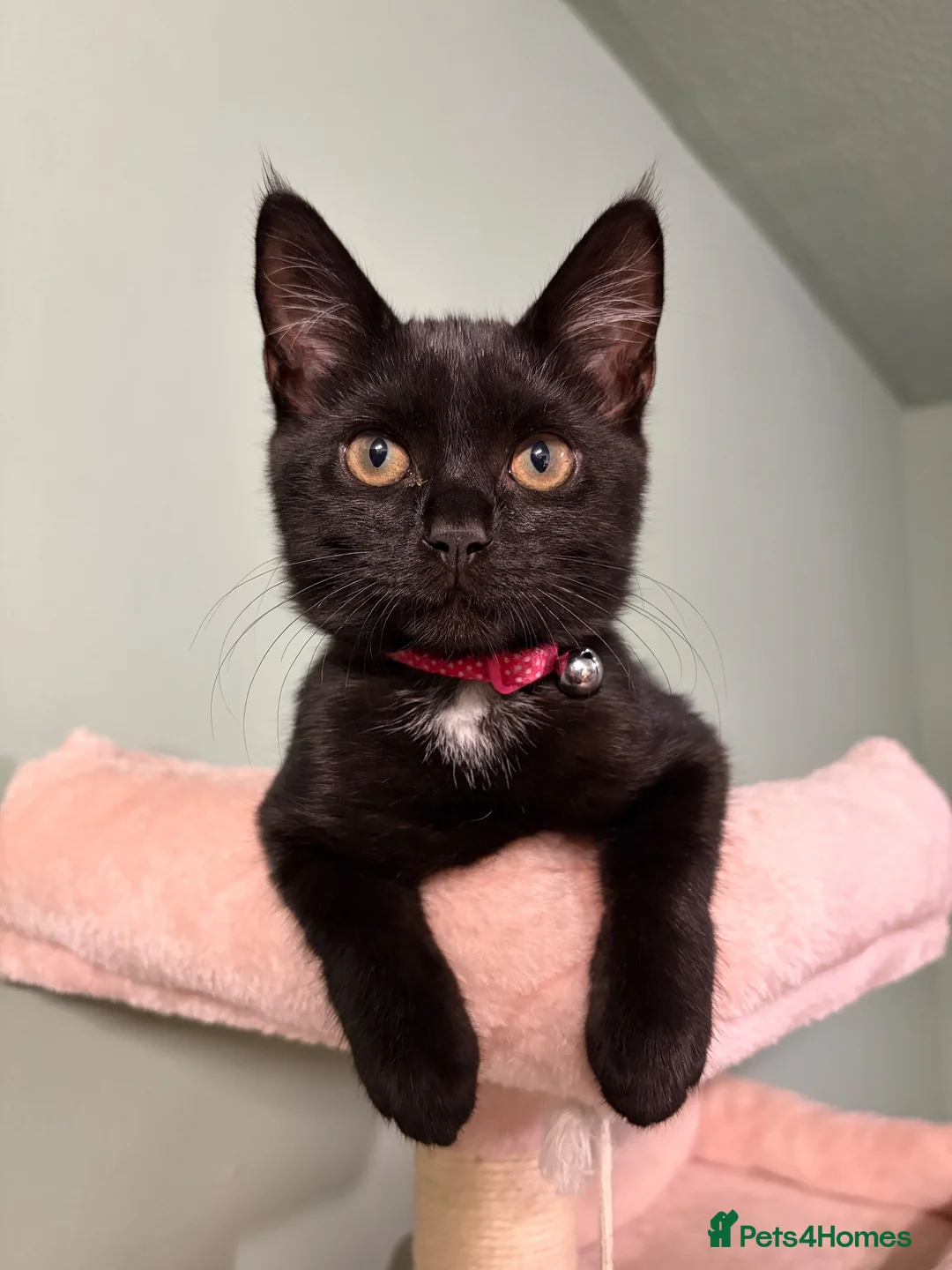 Mixed Breed cats for sale: Black kitten for sale  - Advert 1