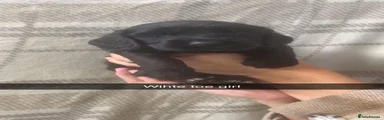 Cocker Spaniel 2