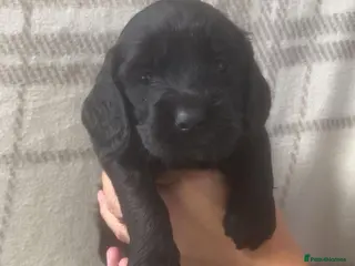 Cocker Spaniel dogs Cocker spaniel puppies - Advert 1
