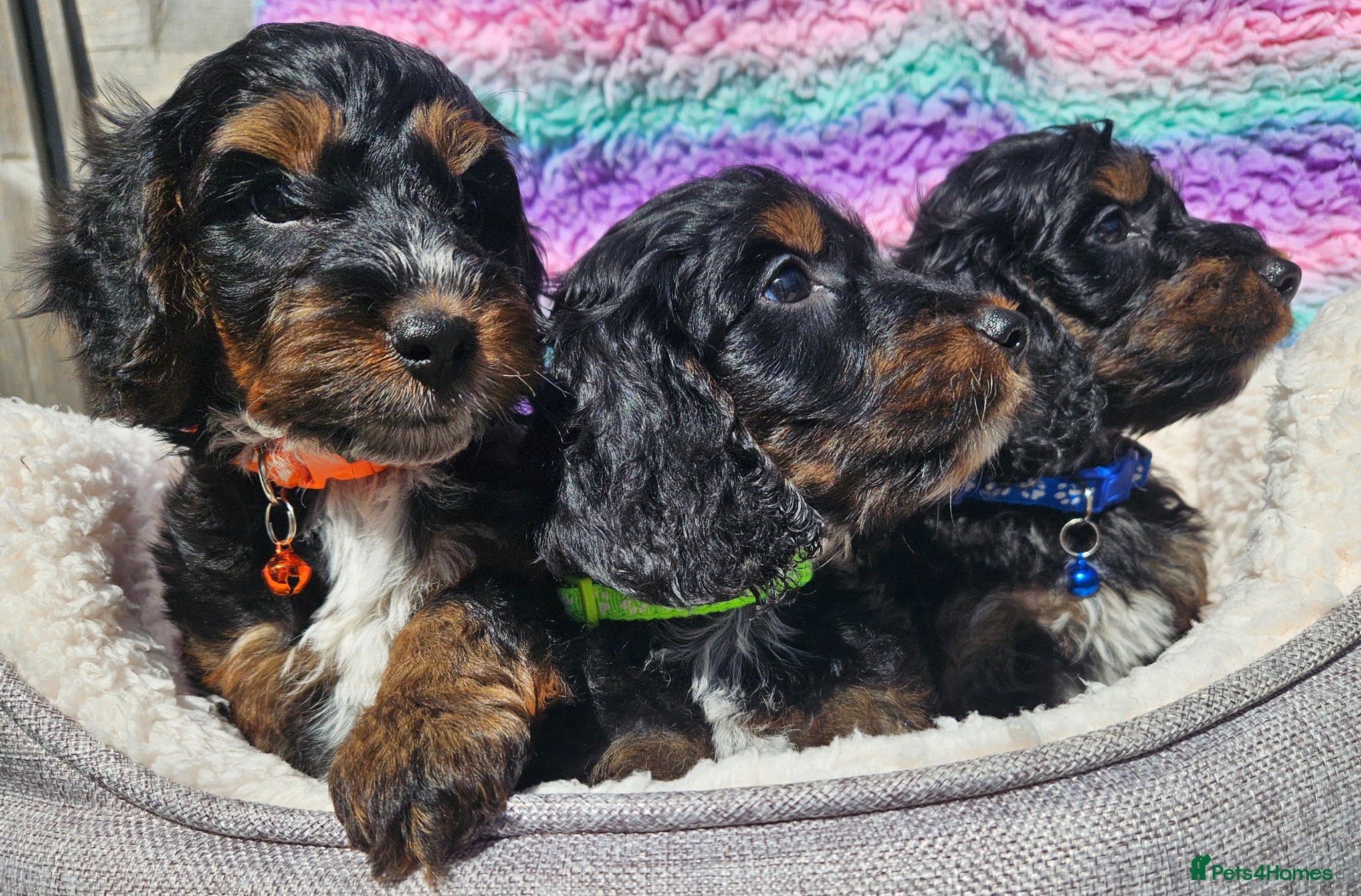 Cockapoo dogs licensed breeder, ready for their forever homes!  - Advert 1