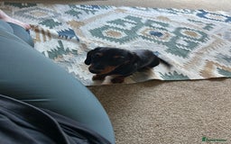 Miniature Dachshund dogs for sale: Miniature Dachshund  - Image 6
