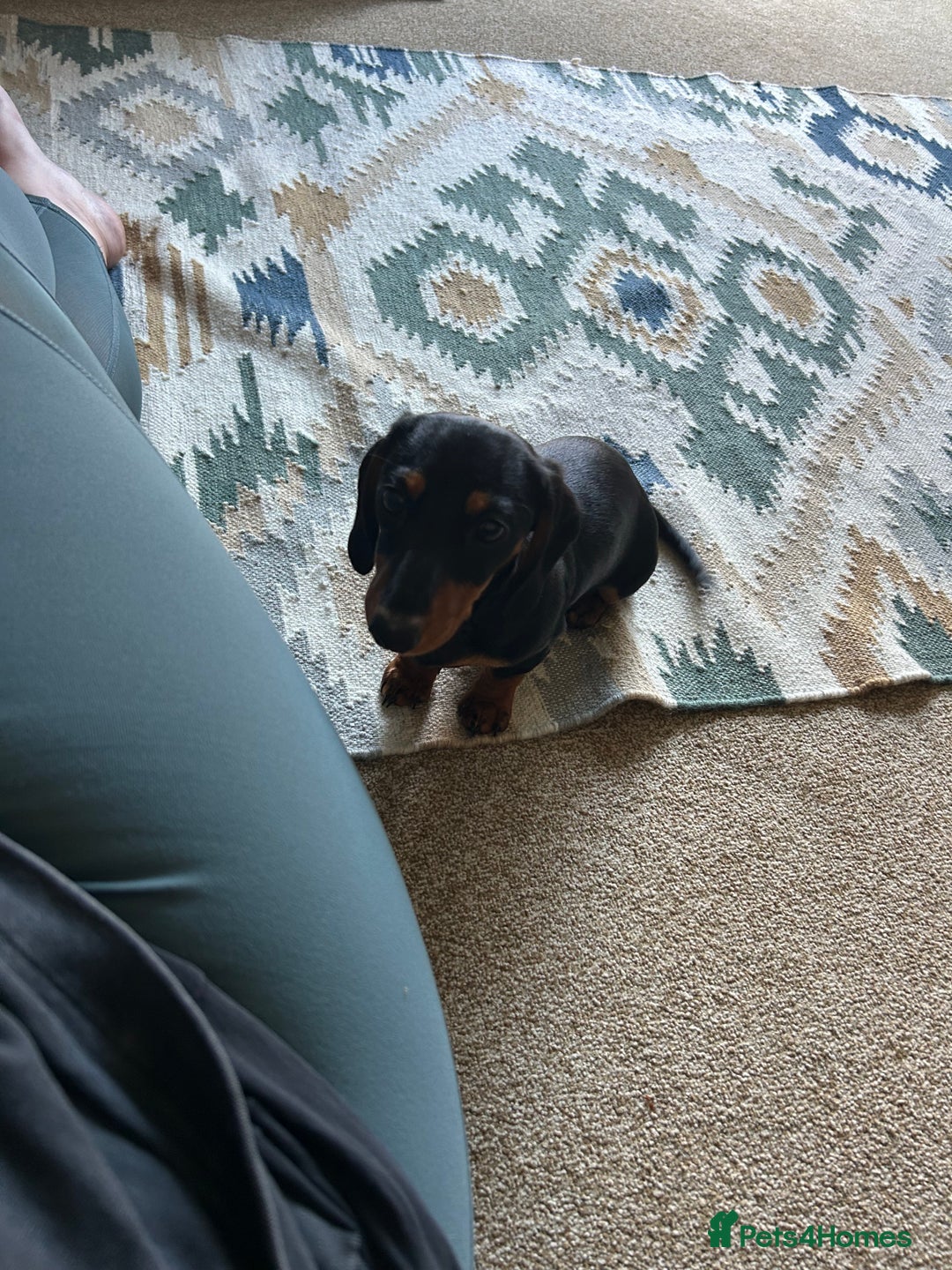 Miniature Dachshund dogs for sale: Miniature Dachshund  - Image 6