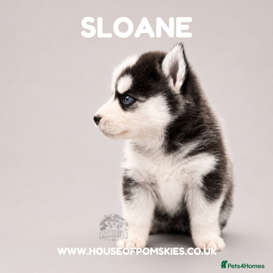 Pomsky dogs F3 Pomsky Puppies - all blue eyed  - Advert 2