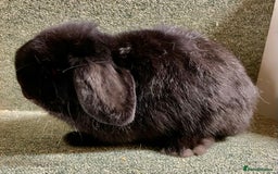 Mini Lop rabbits for sale: Mini lop black doe in Saint Neots - Image 2