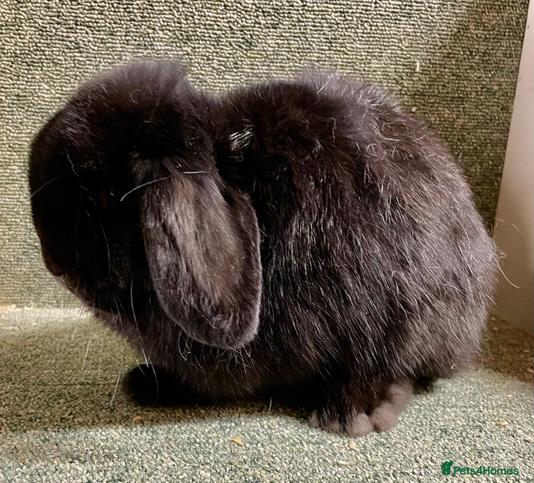 Mini Lop rabbits for sale: Mini lop black doe in Saint Neots - Image 2